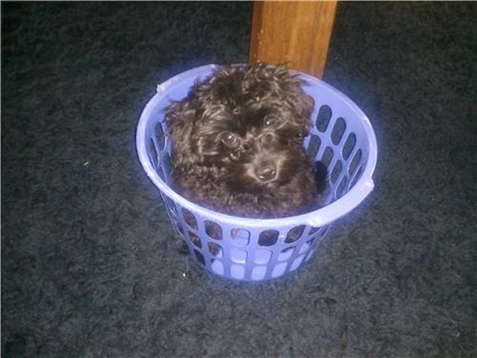Blaze - Yorkie Poo Puppy For Sale Premier Pups Blaze - Yorkie Poo Puppy For Sale Premier Pups