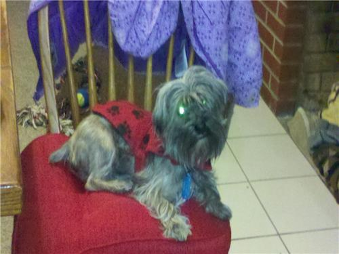 Rex - Morkie Puppy For Sale Premier Pups Rex - Morkie Puppy For Sale Premier Pups