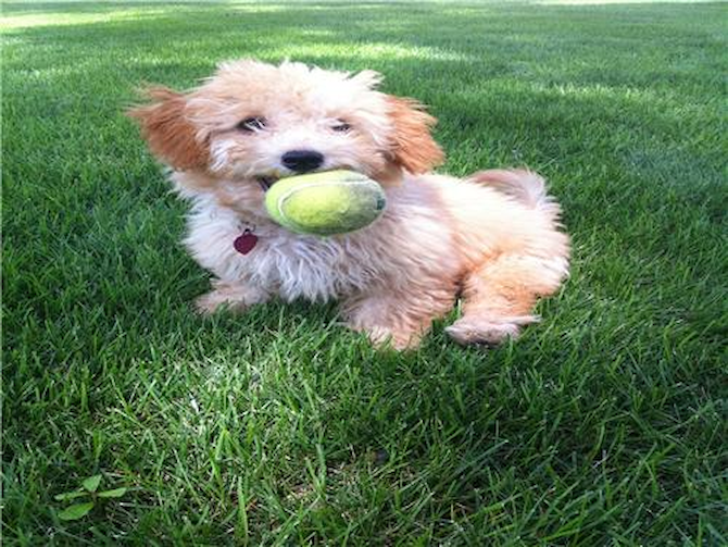 Penny Lane - Maltipoo Puppy For Sale Premier Pups Penny Lane - Maltipoo Puppy For Sale Premier Pups