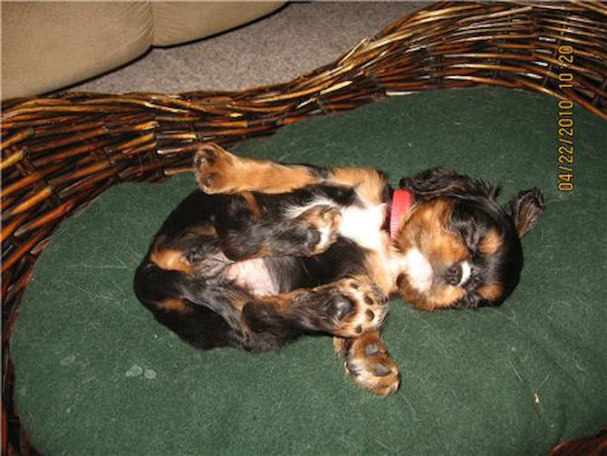 Bella - Cavalier King Charles Spaniel Puppy For Sale Premier Pups Bella - Cavalier King Charles Spaniel Puppy For Sale Premier Pups