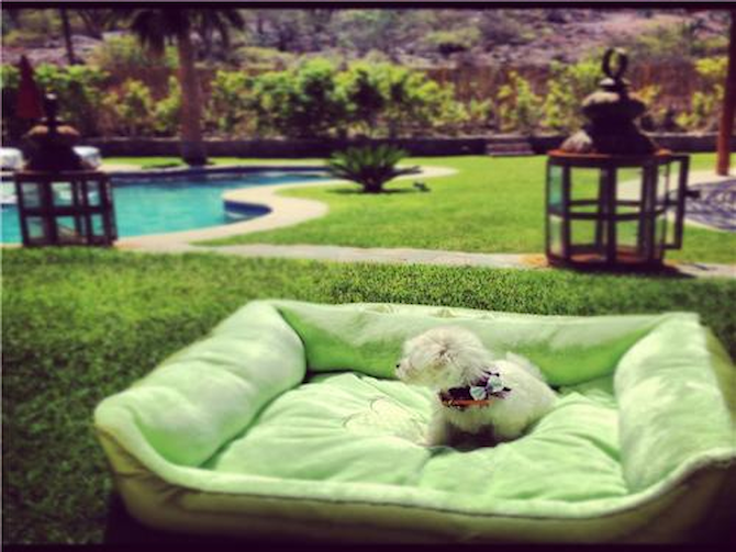 Antonella - Maltese Puppy For Sale Premier Pups Antonella - Maltese Puppy For Sale Premier Pups
