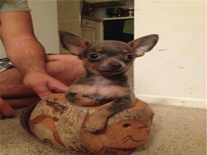 Thaddeous Maximillion Draco - Chihuahua Puppy For Sale Premier Pups Thaddeous Maximillion Draco - Chihuahua Puppy For Sale Premier Pups