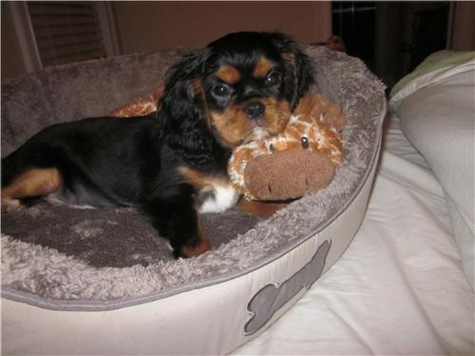 Gabbi - Cavalier King Charles Spaniel Puppy For Sale Premier Pups Gabbi - Cavalier King Charles Spaniel Puppy For Sale Premier Pups