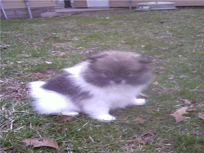 Kobe - Pomeranian Puppy For Sale Premier Pups Kobe - Pomeranian Puppy For Sale Premier Pups