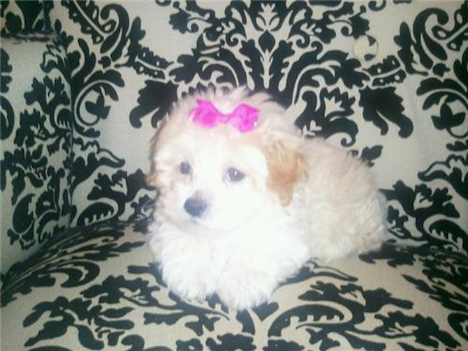 Bella - Maltipoo Puppy For Sale Premier Pups Bella - Maltipoo Puppy For Sale Premier Pups