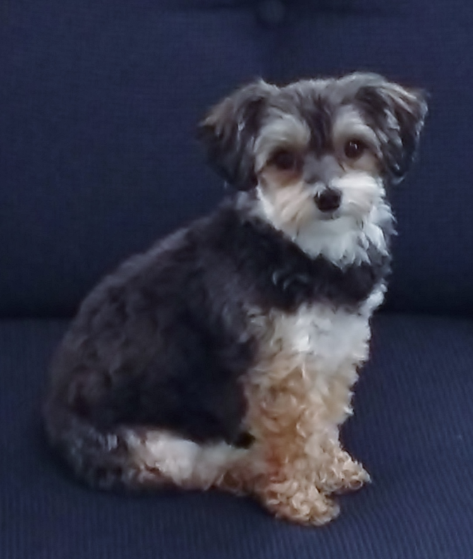 Graci - Yorkie Poo Puppy For Sale Premier Pups Graci - Yorkie Poo Puppy For Sale Premier Pups