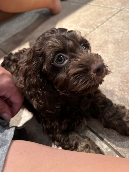 Cockapoo