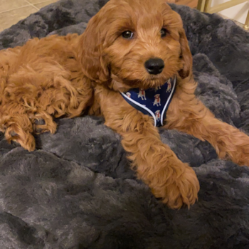 HARLEM, a Mini Goldendoodle puppy from Prosper TX