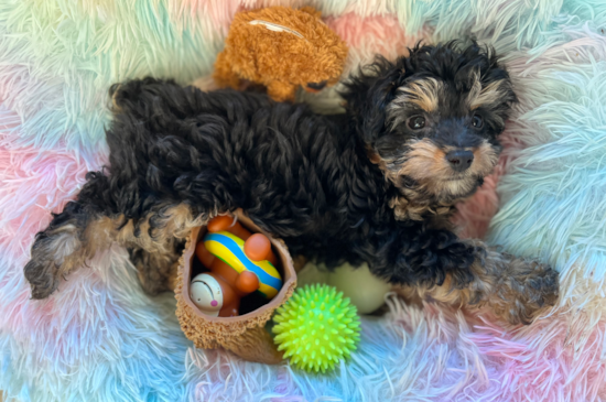 Friendly Mini Aussiedoodle Pup in