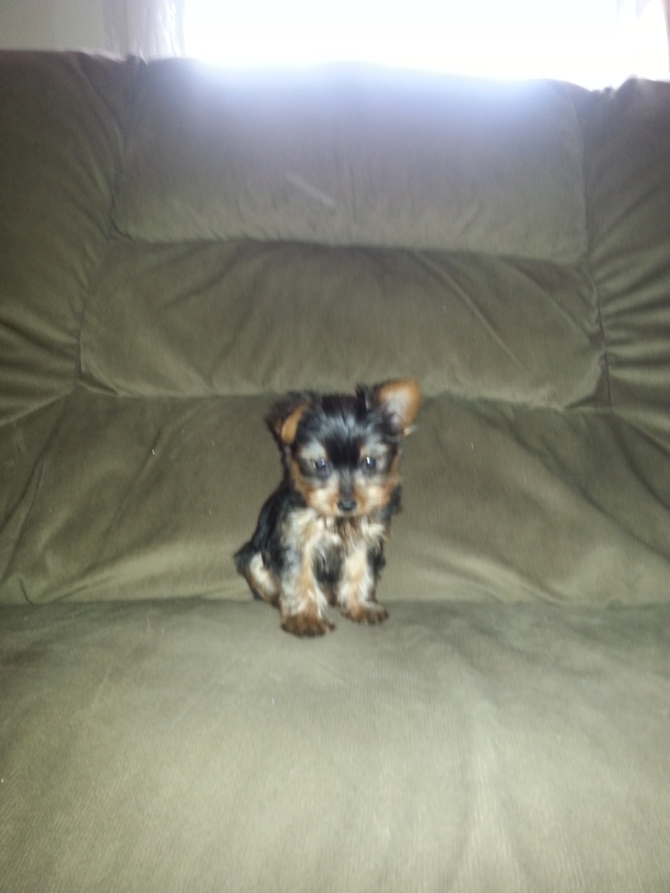 Rascal - Yorkshire Terrier Puppy For Sale Premier Pups Rascal - Yorkshire Terrier Puppy For Sale Premier Pups