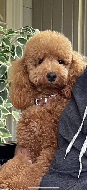 Funny Poodle Purebred Pup