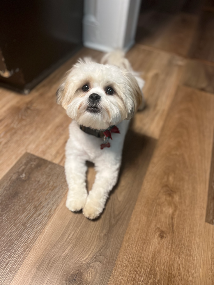 Little Shihpoo Poodle Mix Pup