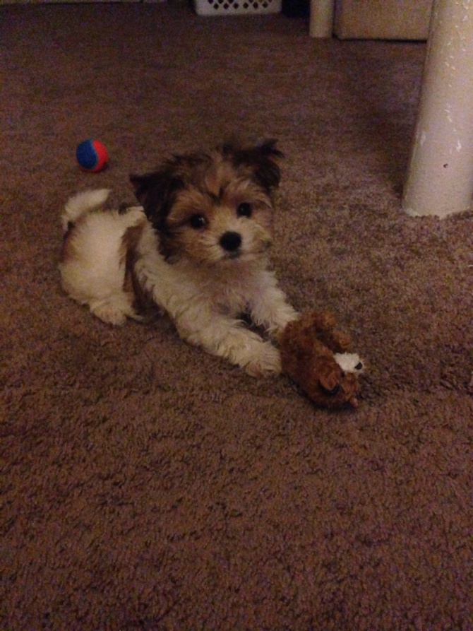 Former name Kobe new name Cooper - Morkie Puppy For Sale Premier Pups Former name Kobe new name Cooper - Morkie Puppy For Sale Premier Pups
