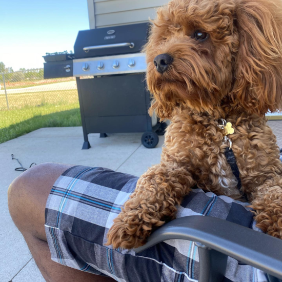 Fluffy Cockapoo Poodle Mix Pup