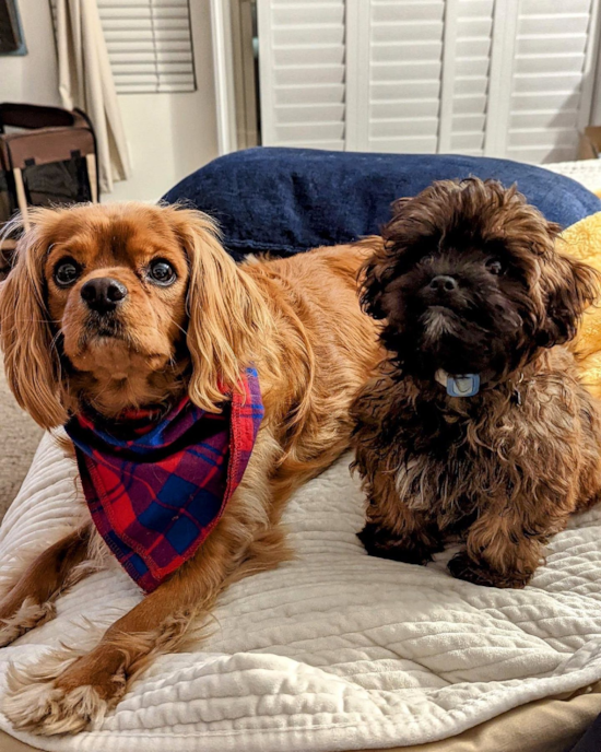 Petite Shih Poo Poodle Mix Pup