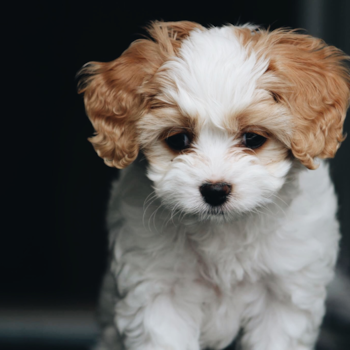 Adorable Cavalier Designer Pup