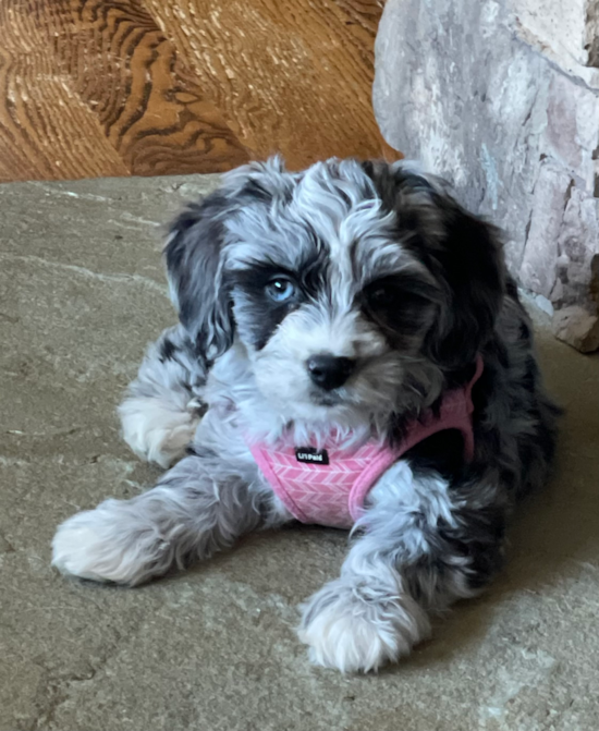 Aussiechon Pup