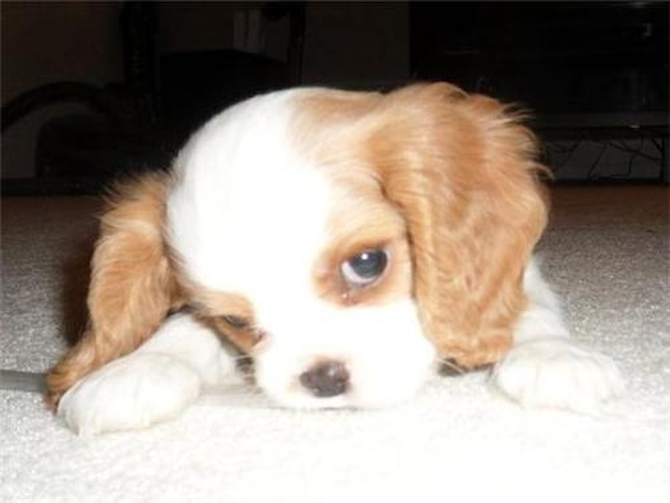 PJ (Formerly Harold) - Cavalier King Charles Spaniel Puppy For Sale Premier Pups PJ (Formerly Harold) - Cavalier King Charles Spaniel Puppy For Sale Premier Pups