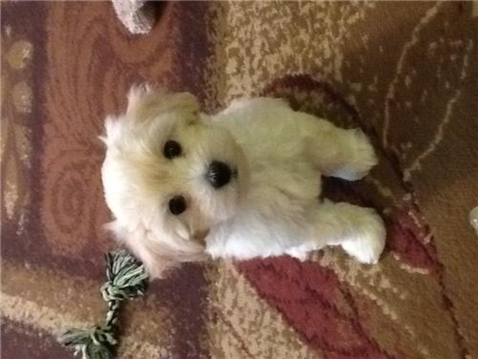 Max - Maltipoo Puppy For Sale Premier Pups Max - Maltipoo Puppy For Sale Premier Pups
