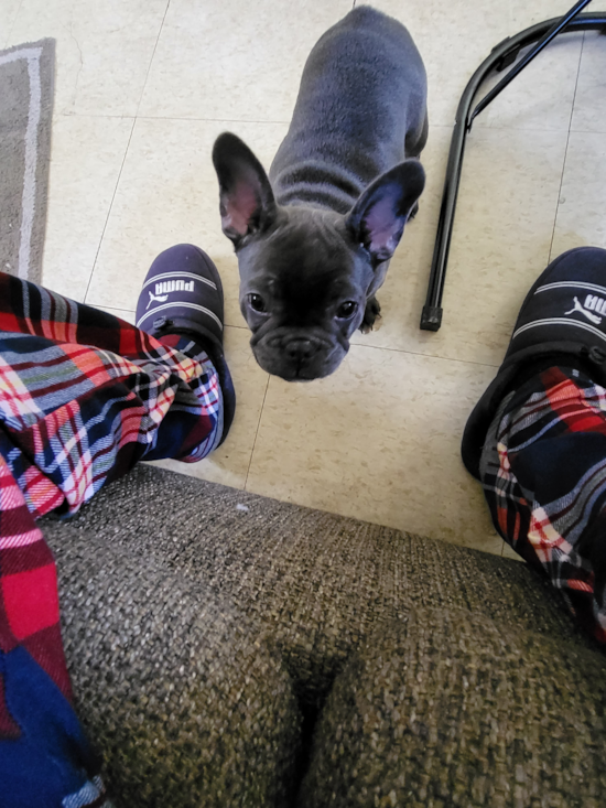 French Bulldog