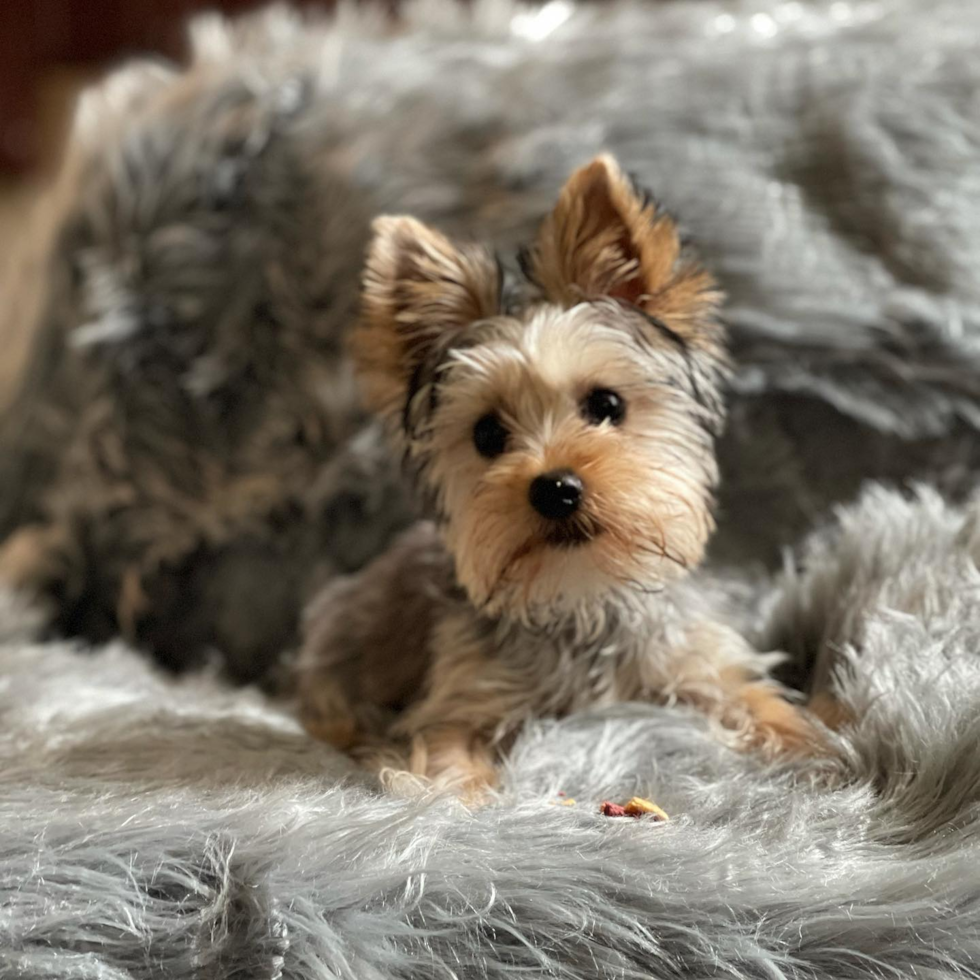 Happy Yorkshire Terrier Pup in Coventry RI