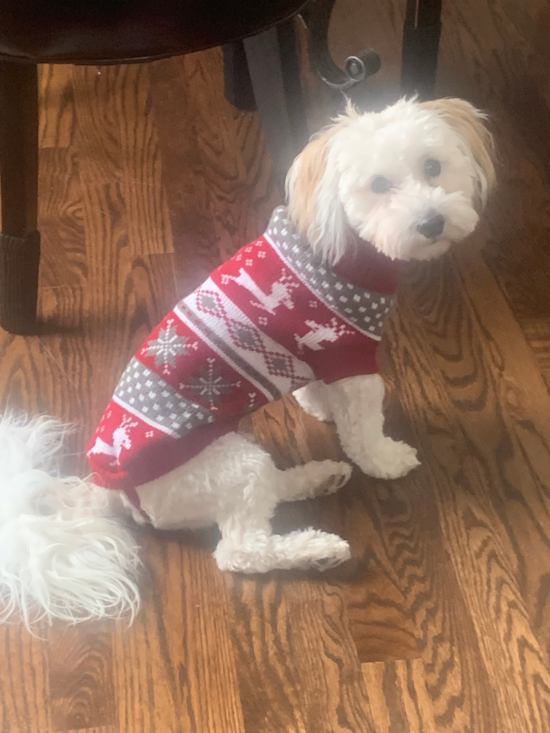 Havanese Pup