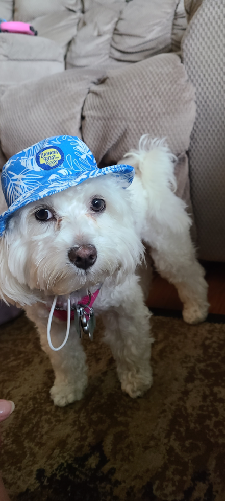 Popular Havapoo Poodle Mix Pup