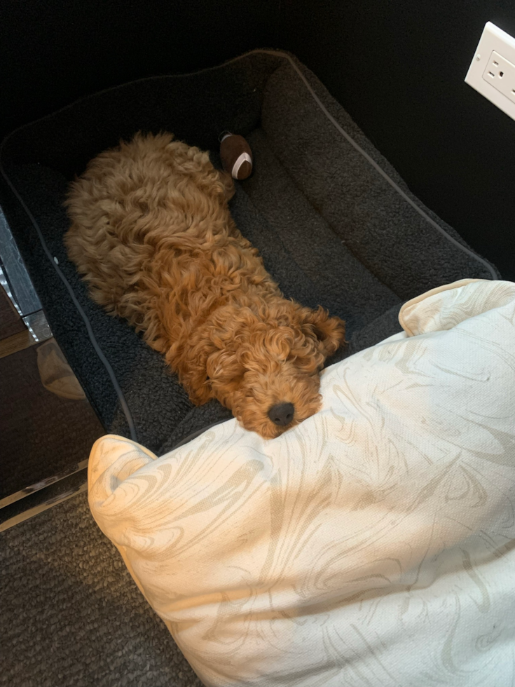Sweet Mini Goldendoodle Pup in