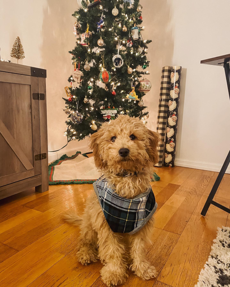 Friendly Mini Goldendoodle Pup in New York NY