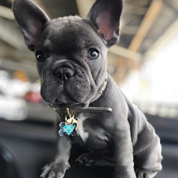 Blue, a French Bulldog puppy from New york NY