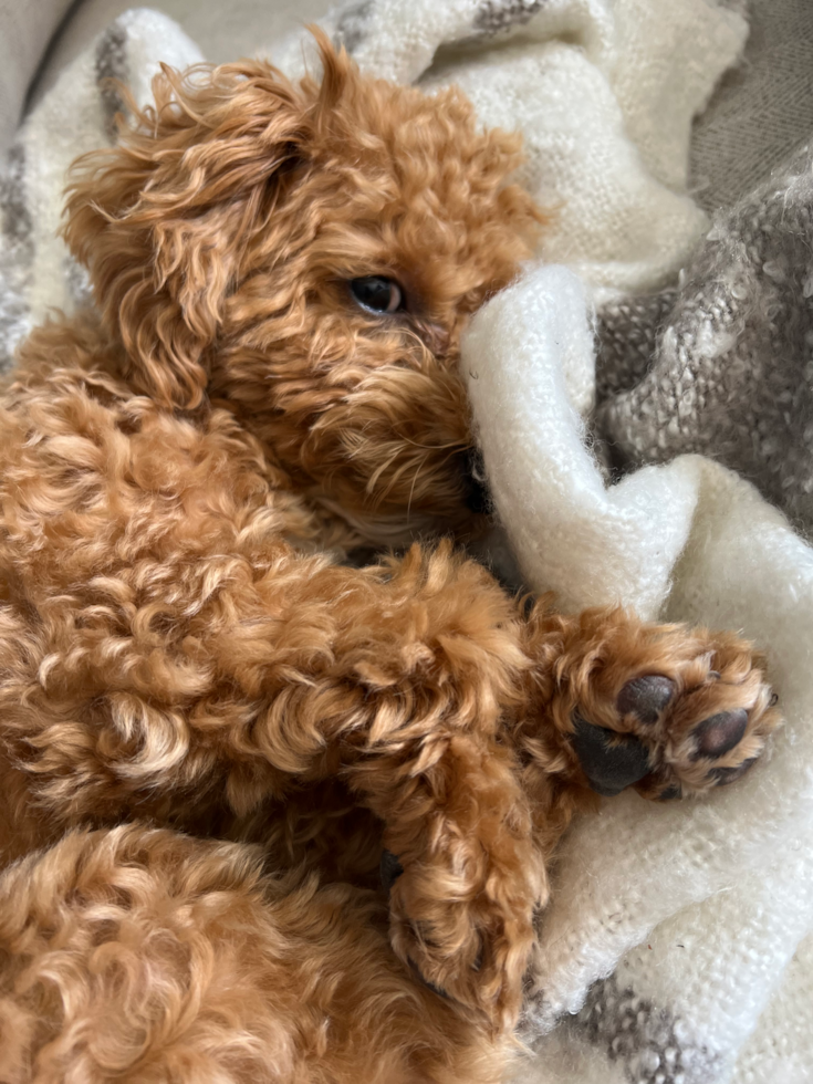 Funny Poochon Poodle Mix Pup