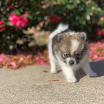 Jocelyn/Piper, a Pomeranian puppy from Louisiana Jocelyn/Piper, a Pomeranian puppy from Louisiana