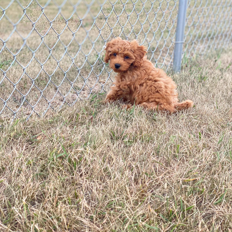Happy Cockapoo Pup in Minot AFB ND
