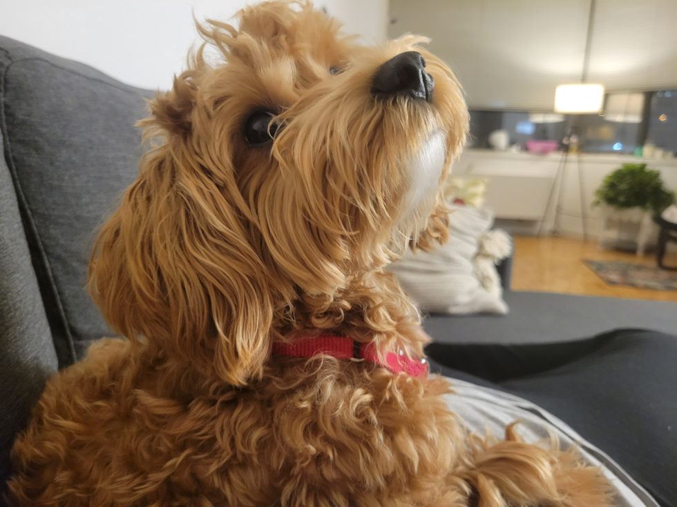 Small Maltipoo Pup