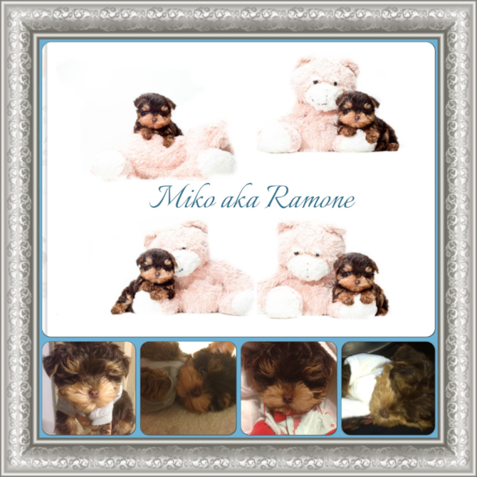 Miko - Yorkie Poo Puppy For Sale Premier Pups Miko - Yorkie Poo Puppy For Sale Premier Pups