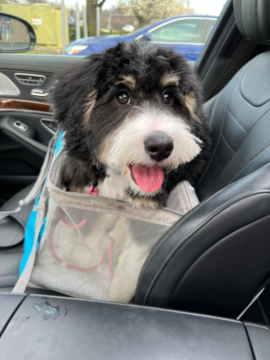 Mini Bernedoodle