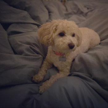 Ginger, a Maltipoo puppy from New York, NY Ginger, a Maltipoo puppy from New York, NY