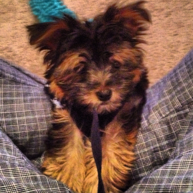 Gizmo (Formaly Ralph) - Morkie Puppy For Sale Premier Pups Gizmo (Formaly Ralph) - Morkie Puppy For Sale Premier Pups