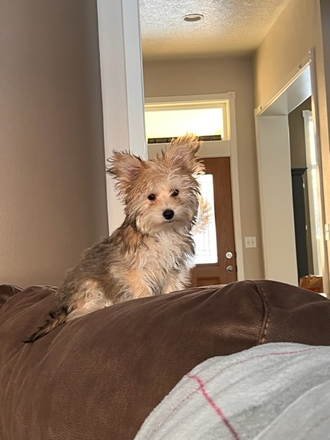 Yorkie Chon