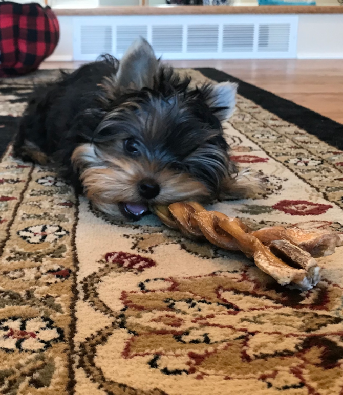 Louis-Yorkshire Terrier-Michigan | Premier Pups Puppy ...