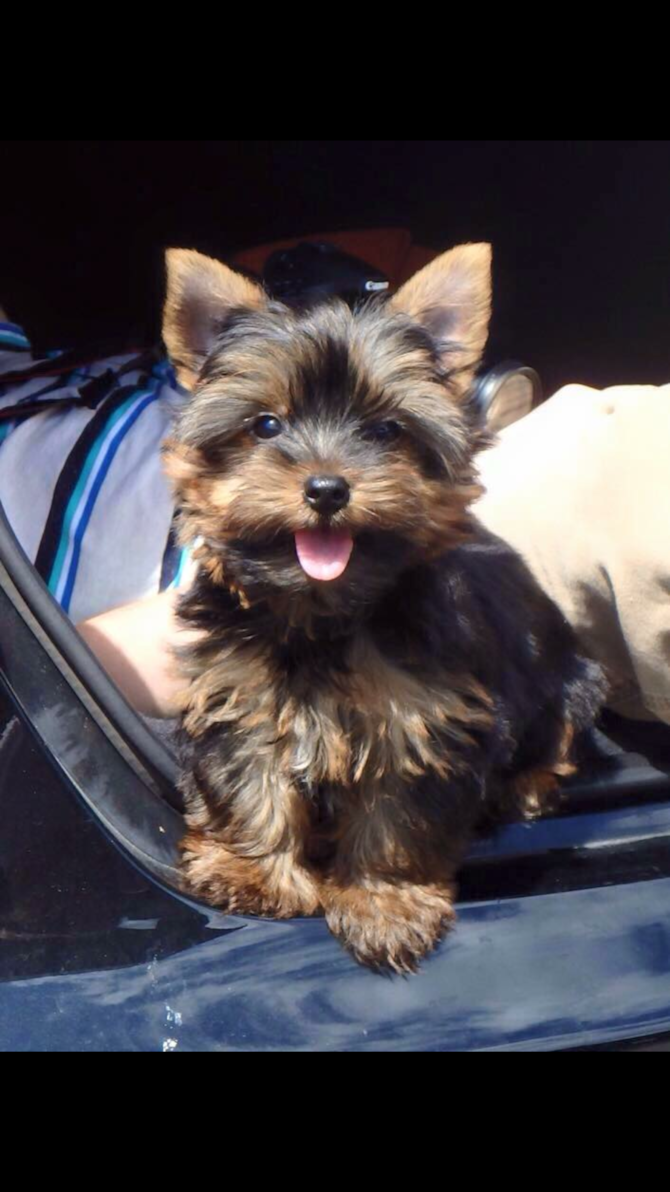 Jack - Yorkshire Terrier Puppy For Sale Premier Pups Jack - Yorkshire Terrier Puppy For Sale Premier Pups