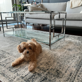 Petite Maltipoo Poodle Mix Pup