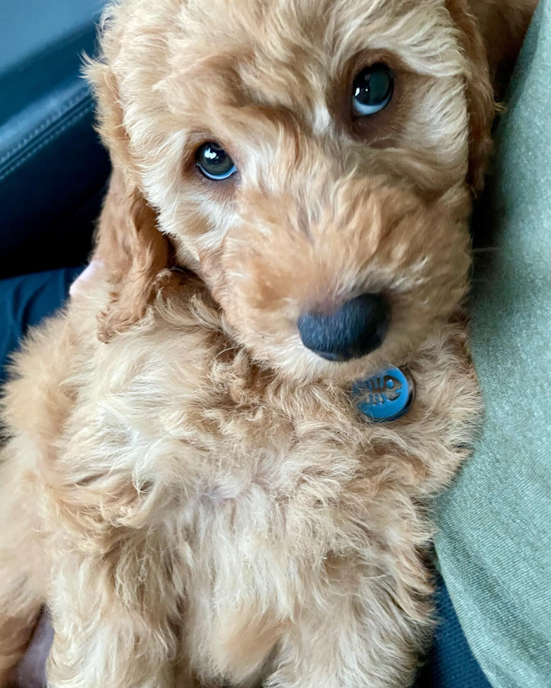Friendly Mini Goldendoodle Pup in San Jose CA