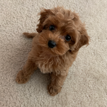 Daisy, a Cockapoo puppy from Pittsburgh, PA Daisy, a Cockapoo puppy from Pittsburgh, PA