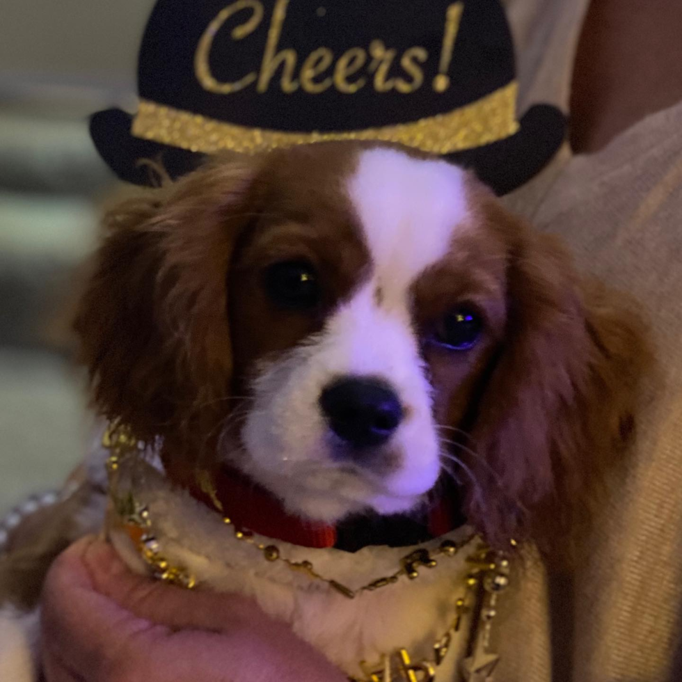 Franklin Cavalier King Charles Spaniel Pup