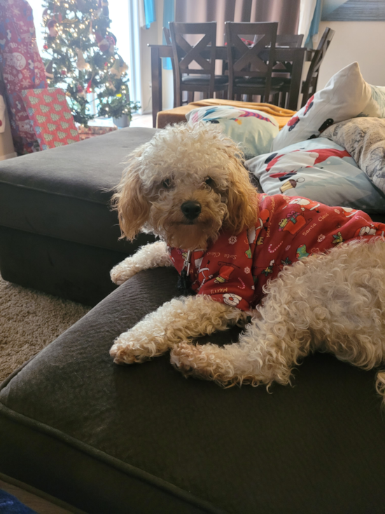 Happy Cavapoo Pup in