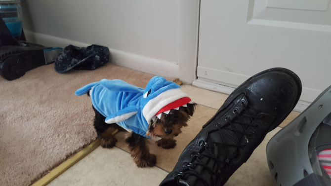was timmy now teddy - Yorkshire Terrier Puppy For Sale Premier Pups was timmy now teddy - Yorkshire Terrier Puppy For Sale Premier Pups