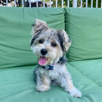 Pippi Louise, a Morkie puppy from Portage MI