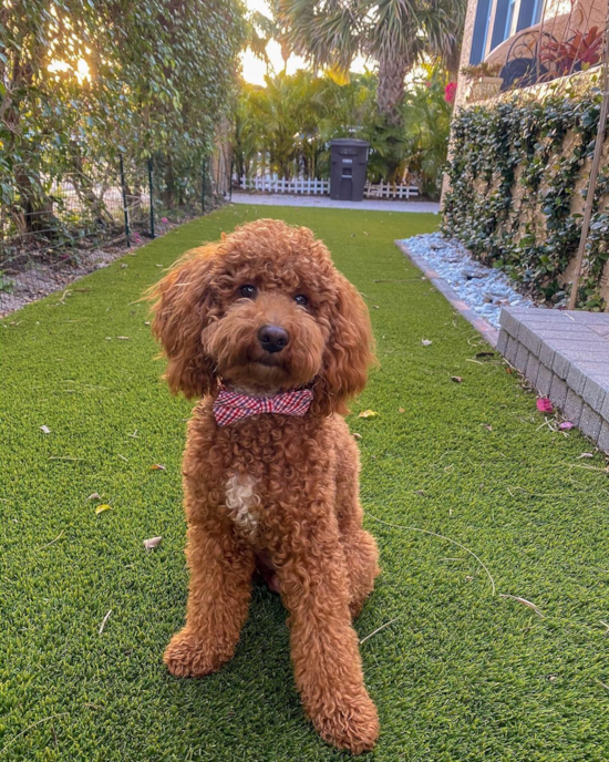 Goldendoodle