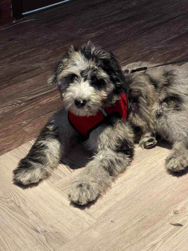 Happy Mini Sheepadoodle Pup in Levittown NY